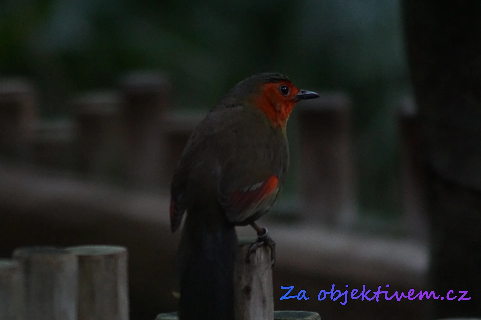 Scarlet-faced Liocichla